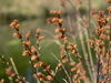 Gagelstrauch (Myrica gale)